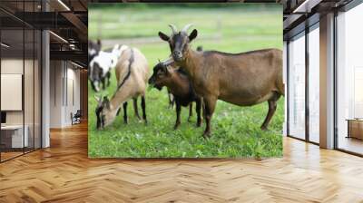 family goat Wall mural