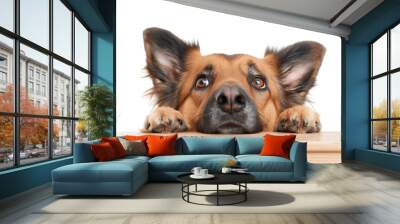 Adorable dog with sad eyes peeking over wooden table, looking cute and hopeful. Perfect for pet-related themes and emotional depictions. Wall mural