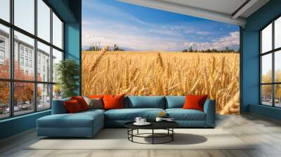 Farmland. Golden wheat field under blue sky. Wall mural