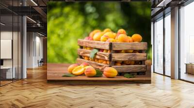 Fresh ripe apricots in a wooden box on a table at the garden. Wall mural