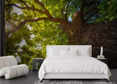 Look up under the old huge tree. Sunlight through the oak tree branches. Wall mural