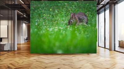 rabbit in grass Wall mural