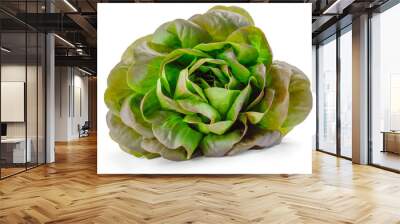 Butterhead salad isolated on white background Wall mural