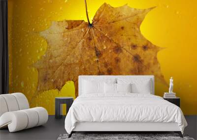 autumn maple leaf on a glass surface with water rain drops on yellow background Wall mural