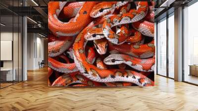 Close up of red wild snakes with scales slithering in a circle in nature. Wall mural