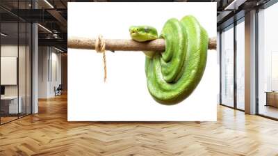 Rare emerald tree boa hanging from a branch, its body in a perfect coil, contrasting against the white background. Wall mural