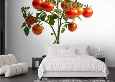 A tomato plant with ripe red tomatoes in a pot isolated on transparent background Wall mural