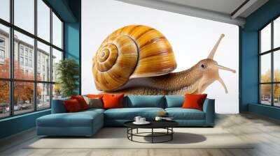 a snail on an isolated background Wall mural