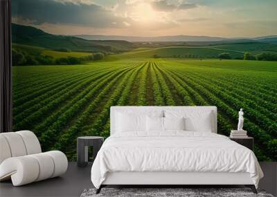 Green plantation at sunrise time,nature background. Wall mural