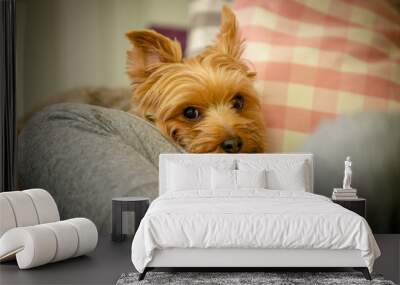 Yorkshire Terrier Sleeping on the Lap Wall mural