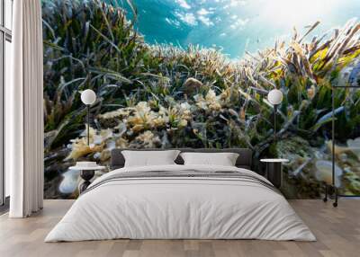 pinna nobilis nacra mediterranean plant oyster animal fauna flora posidonia marine sea floor bottom fish color sun ray Wall mural