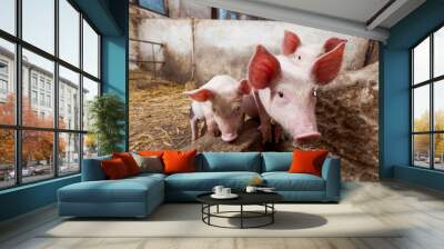 Pig farm Wall mural