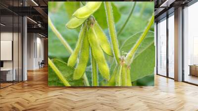 Young green soya bean. Wall mural