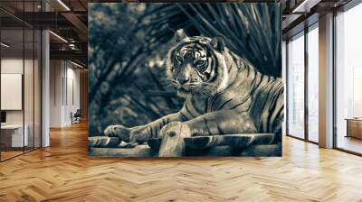 Amur tiger lying on a platform of planks. Toned Wall mural