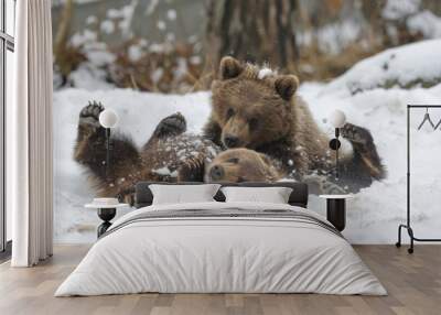 Grizzly bear (Ursus arctos) cubs playing in snow Wall mural