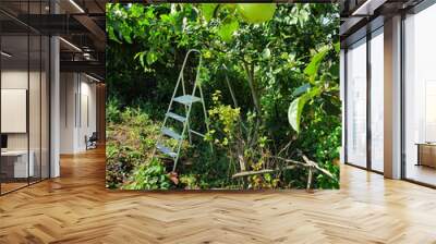 Harvest of green apples in small garden Wall mural