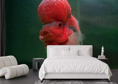 Flower Horn Cliched fish in the aquarium. Cichlid red head Wall mural