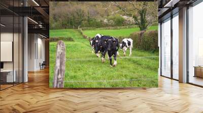 Holstein friesien cows on a green spring pasture Wall mural