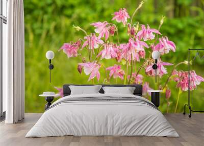 Pink aquilegia or columbine flowers blooming in the summer meadow Wall mural