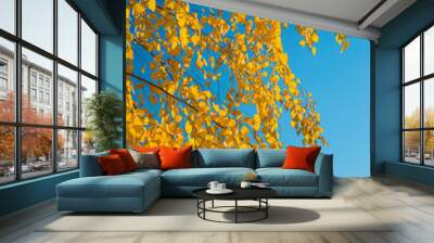 Yellow leaves on the branches of a birch against the blue sky Wall mural