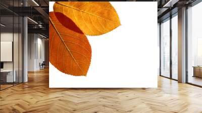 Beautiful colored leaves on white background Wall mural