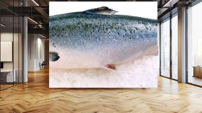 Fresh whole Salmon on ice against white background Wall mural