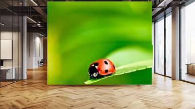 Ladybug on a leaf reflected on water Wall mural