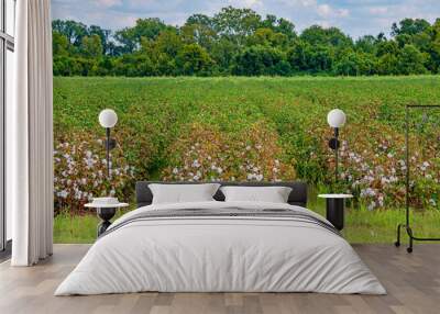 Rows of Cotton in North Louisiana Wall mural