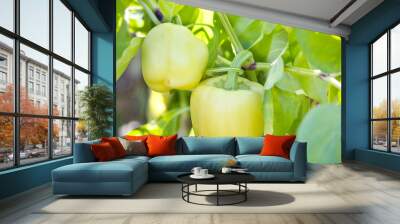  two ripe Natural Organic Green bell pepper in the garden Wall mural