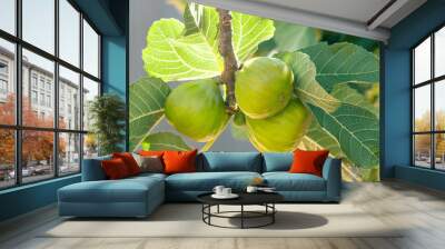 Bunch of green figs on a fig tree.  Wall mural