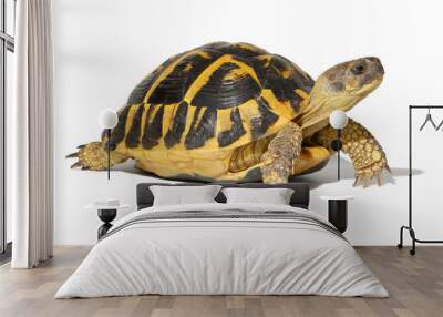 Hermann tortoise in close-up isolated on a white background Wall mural