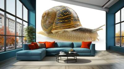 snail close up isolated on white background Wall mural