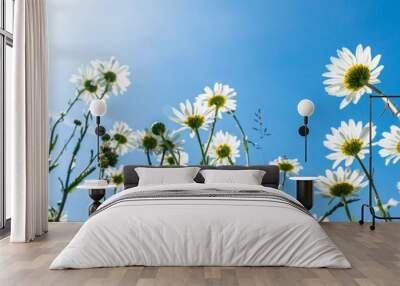 Field of Daisies in a meadow Wall mural