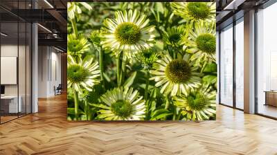 environment of blooming flowers of green jewel Echinacea for flora Wall mural