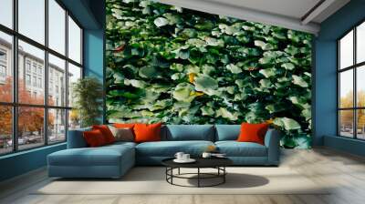 green water lily leaves Wall mural