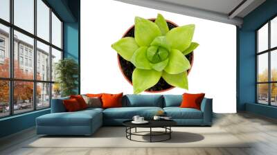 Green succulent plant isolated on white Wall mural