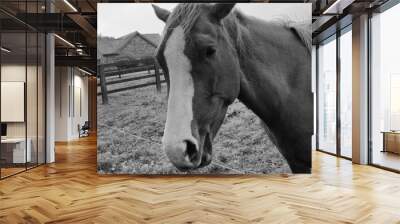 Horse at a farm close view background, cute horse head, feeding the horse black and white monochrome photo Wall mural