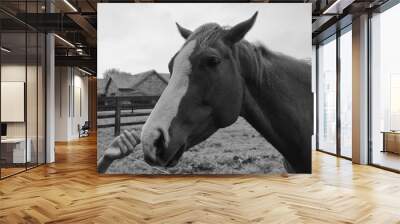 Horse at a farm close view background, cute horse head, feeding the horse black and white monochrome photo Wall mural