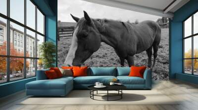 Horse at a farm close view background, cute horse head, feeding the horse black and white monochrome photo Wall mural