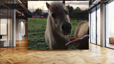 Horse at a farm close view background, cute horse head, feeding the horse Wall mural