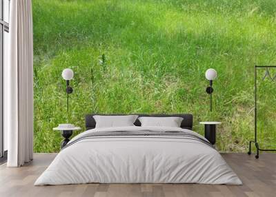 Lawn with grass close view background. Meadow natural wallpaper Wall mural