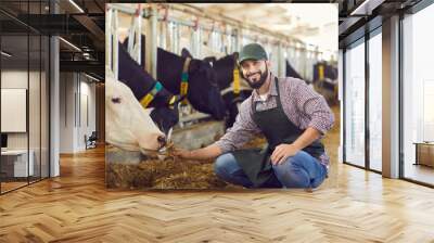 Portrait of a male farmer who is feeding a cow in a cowshed on a farm with straw in his hands. Wall mural