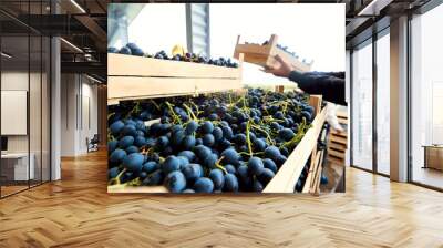 Work on harvest  of black grapes in wooden boxes. Hands working Wall mural