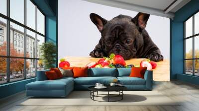 French bulldog ready to eat fresh fruits , vegetables Wall mural