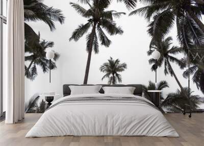 branch coconut palm tree leaves on transparent background png file Wall mural