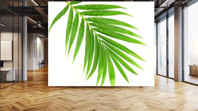 green leaf of palm tree isolated on transparent background png file Wall mural