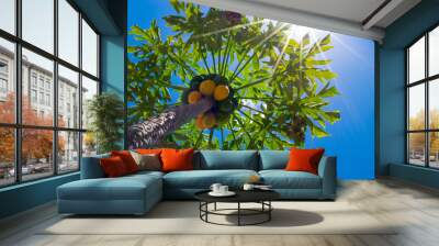 sunlight required. a papaya tree with ripe and unripe fruit thrives under bright sunlight. Wall mural