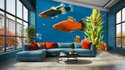 platy dans aquarium Wall mural