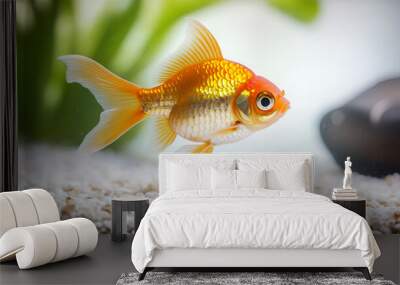 background white gold fish goldfish isolated animal aquarium aquatic underwater ichthyology alone clean clear fauna fishbowl gill little movement nature pet simple single small tail tank transparent Wall mural