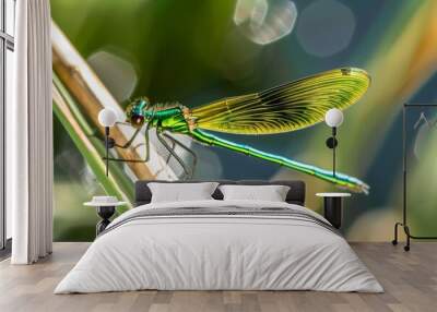 bright damselfly resting on a water reed Wall mural